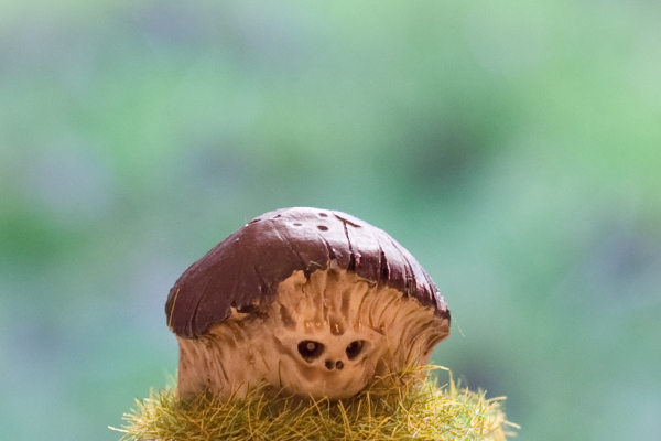 tortue champignon