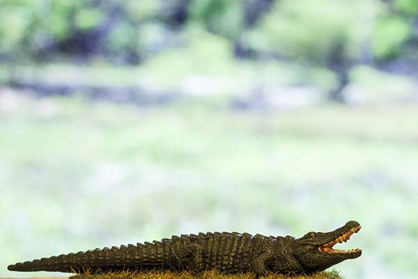  crocodile