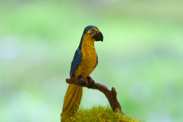 perroquet ara